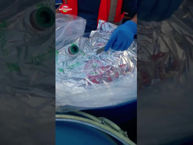 High-Quality Drum Tomato Paste With Brix 36-38% Made Using The Cold Break Method