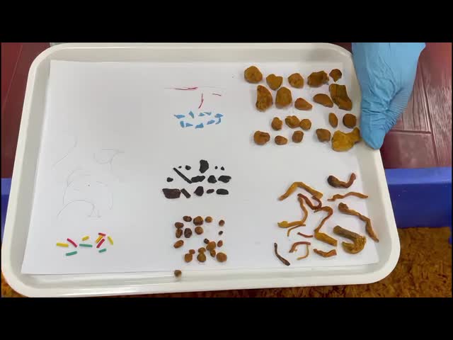 Chicken Meat Floss Sorter with high Accuracy