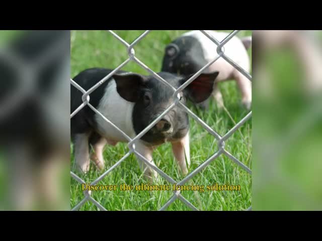 10 Ft Commercial 2x9 Gauge Galvanized Chain Link Fence Package Kits Complete