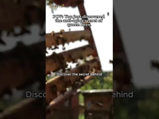 2,2% gelée royale fraîche organique de 10-HDA Jelly Natural Bee Honey Royal vidéo