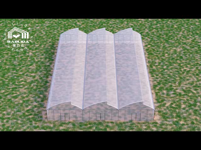 Baolida 8x12.5m Film Greenhouse with 3.5m Height Galvanized Steel Frame