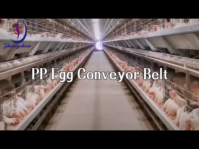 Zhongshen Poultry Egg Belts for Layer Farm Egg Safe Transport and Minimal Breakage