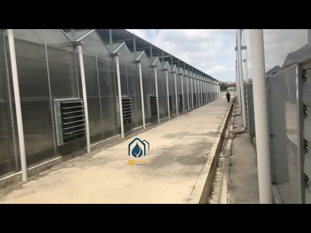 Multi-Span Polycarbonate Greenhouse With Durable Easy Maintenance
