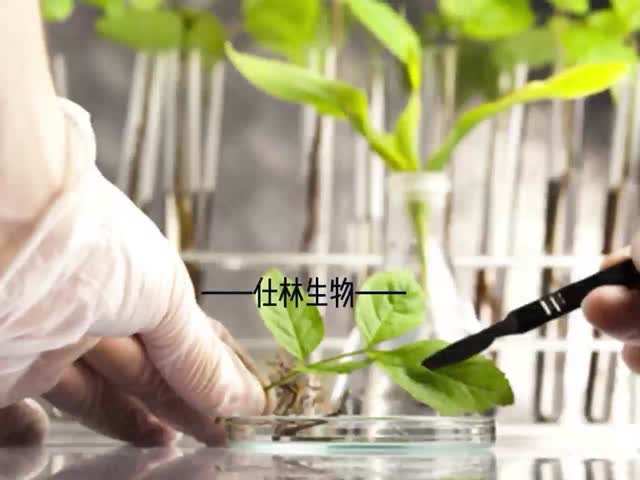 High Quality 99% Caffeic Acid CAS 331-39-5 Caffeic Acid Powder