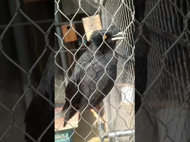 Diamond Hole Stainless Steel  X Tend Cable Mesh Used For Bridge Fence