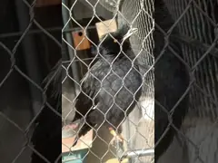 China 3mm Stainless Steel Wire Rope Netting Flexible Metal Ferrule Zoo Mesh  supplier