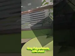 Factory supply 5mm Grey Polycarbonate Solid Sheet Lightweight Durable Panel with Hard Coat Surface for Scratch Chemical and UV Resistance