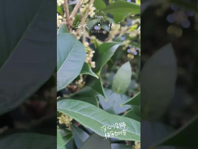 Natural Flower Tea Dried Osmanthus Flower Organic Osmanthus Tea Gui Hua Cha