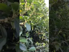 Natural Flower Tea Dried Osmanthus Flower Organic Osmanthus Tea Gui Hua Cha