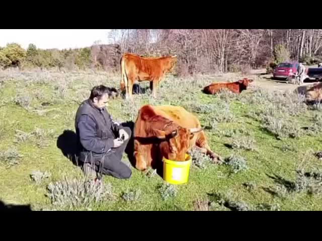 Ultra Long Standby GPS Cattle Tracker 20000mAh For Real Time Vehicle & Asset Tracking