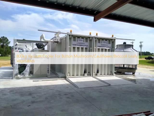 800kg Vacuum Cooler For Button Mushroom/Cauliflower/Broccoli Leafy Vegetables