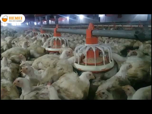 Floor Type Broiler Equipment