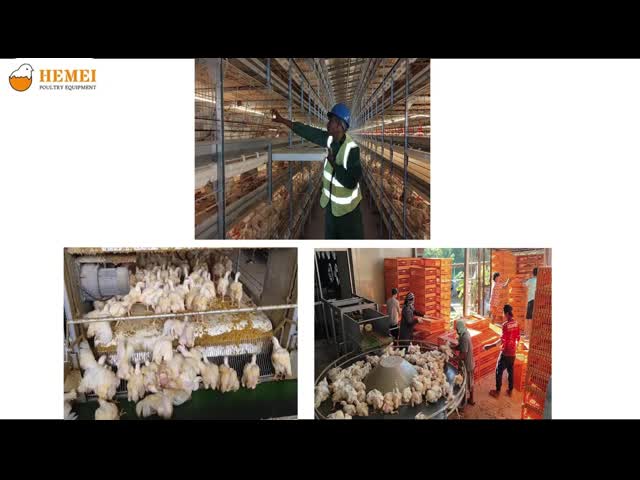 Multi Tier Automatic Harvesting Broiler Chicken Cage