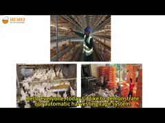 Multi Tier Automatic Harvesting Broiler Chicken Cage