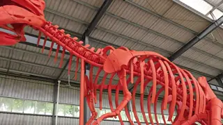Fiberglass Sculpture Life Size Dinosaur Skeleton Model Resin Crafts