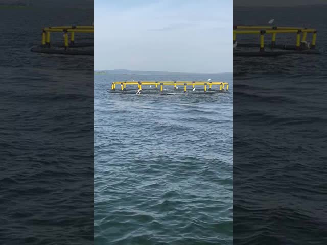 Nanfengwang Super Strong Fish Cage for Deep Sea Black and Yellow Anti Typhoon Round Cage