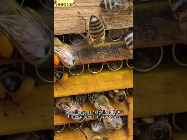 Big Granual Natural Bee Pollen