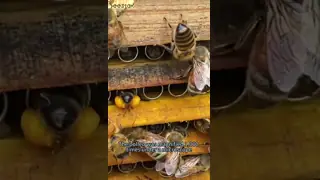 Big Granual Natural Bee Pollen