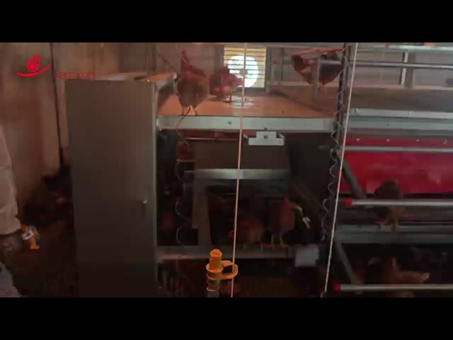 Open Structure Cage-Free system for USA Farms