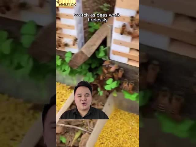 100% Natural Raw Bee Pollen with Big Granual Rich in Protein for Humans and Bees