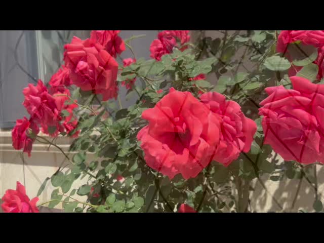 Protectiv SS Flexible Steel Mesh Ferruled / Knotted Type Net For Zoo Enclosure