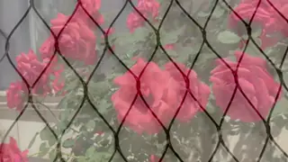 Protectiv SS Flexible Steel Mesh Ferruled / Knotted Type Net For Zoo Enclosure