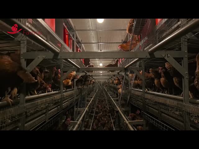 Multi-layer Cage Free System with Sufficient Movement Platform