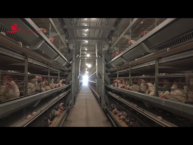 Chicken-First Layer Chicken Cage System with Innovative Cage Frame Design in Pakistan Farms