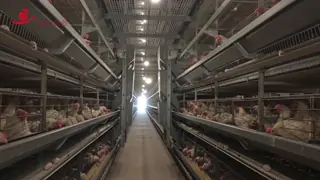 China Automatic Poultry / Chicken Egg Collection System For Laying Hen supplier