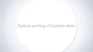 PXD Intelligent RGB Optical Sorter— A High-Value AI Optical Sorting Solution Built for Nuts and Dried Fruits