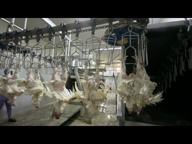 Chicken Plucker Machine Small Poultry Abbatoir Poultry(pollos) Meat Processing Chicken Processing Equipment