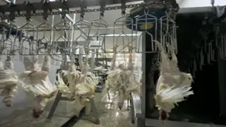 Chicken Plucker Machine Small Poultry Abbatoir Poultry(pollos) Meat Processing Chicken Processing Equipment