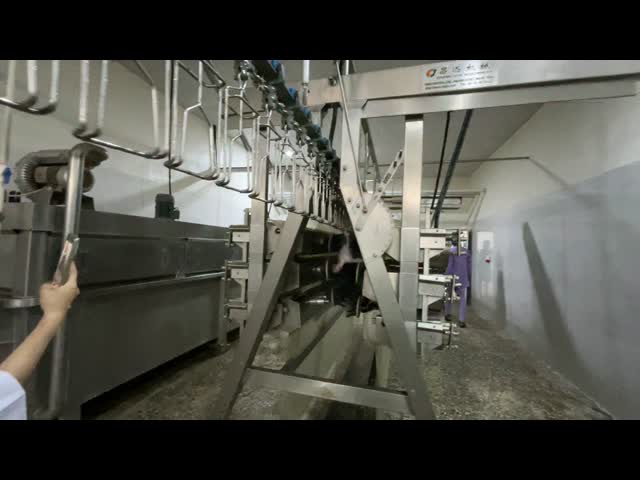 High Efficiency Halal Chicken Slaughtering Equipment Turnkey Poultry Processing Line for 1000 Birds Per Hour