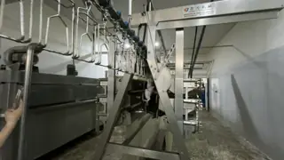 High Efficiency Halal Chicken Slaughtering Equipment Turnkey Poultry Processing Line for 1000 Birds Per Hour