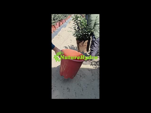 Plastic Plant Pots For Berries