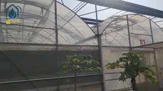 High Light Transmittance Multi Span Greenhouse with Good Ventilation and Strong Structure for Commercial Agriculture