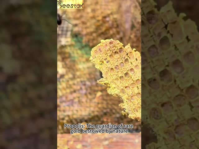 90% Strong Natural Extract Bee Propolis Block of Healthy Bee Products