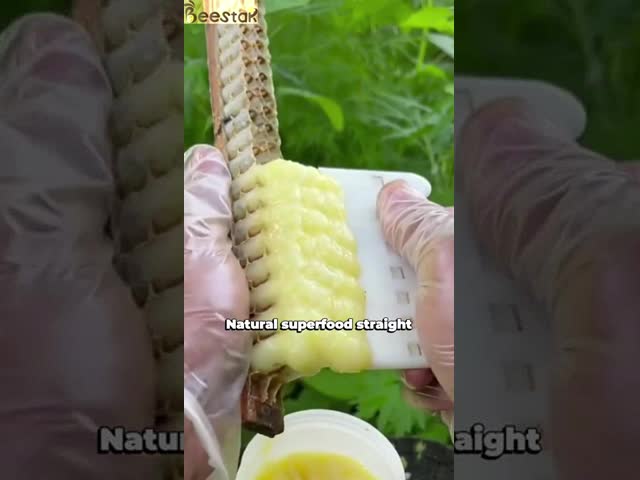 Natural Queen Food 1.8% 10-HDA Organic Fresh Royal Jelly Health Care