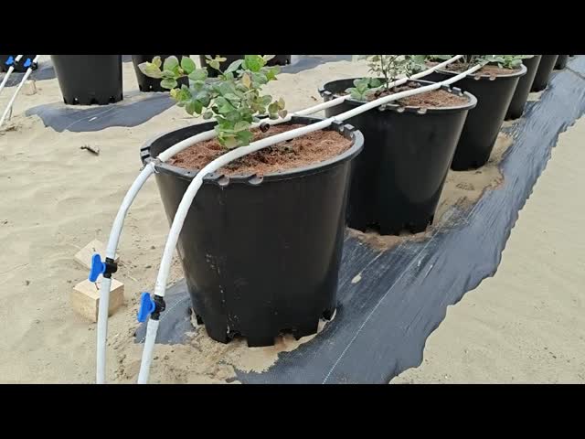40L Plastic Plant Pots for Blueberries