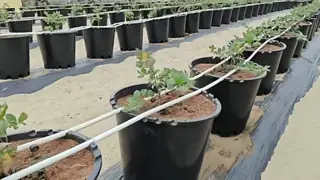 40L Plastic Plant Pots for Blueberries