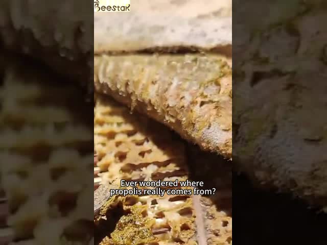 Natural 70% Pure Propolis Powder For Health Care