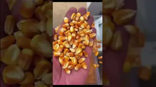 China High Efficiency Batch Type Corn Drying Machine Automatic Maize Grain Dryer supplier