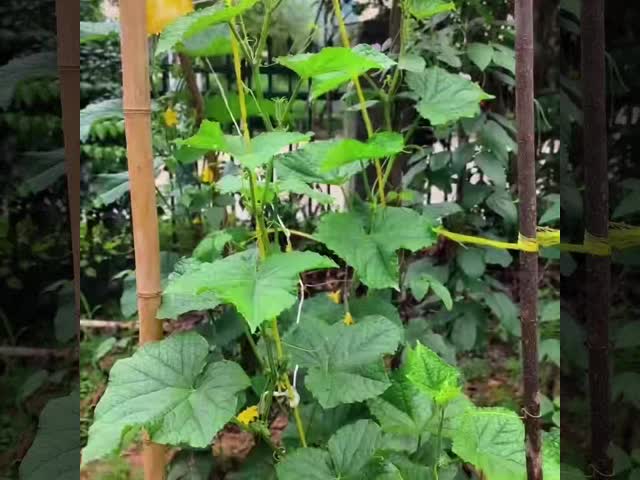 Tomato Twine 2500ft/lbs For Dependable And Long-Lasting Tomato Plant Support