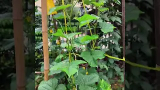 Tomato Twine 2500ft/lbs For Dependable And Long-Lasting Tomato Plant Support