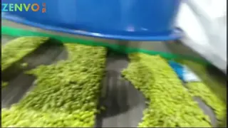 Fresh Edamame Small Belt Type Color Sorter with Ai.