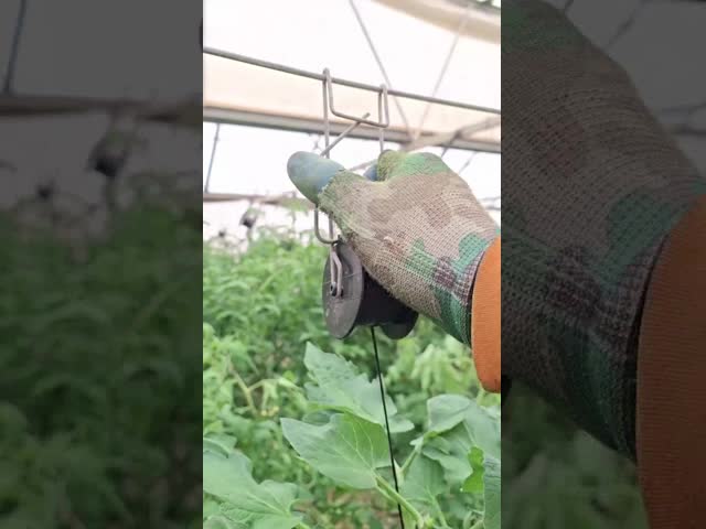High Strength UV Treated Tomato Twine and Agricultural Baler Twine with 1mm to 5mm Diameter