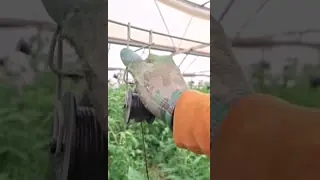 High Strength UV Treated Tomato Twine and Agricultural Baler Twine with 1mm to 5mm Diameter