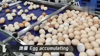Egg Washing Grading Packing Machine Durable Large-Scale for Farm Processing Equipment