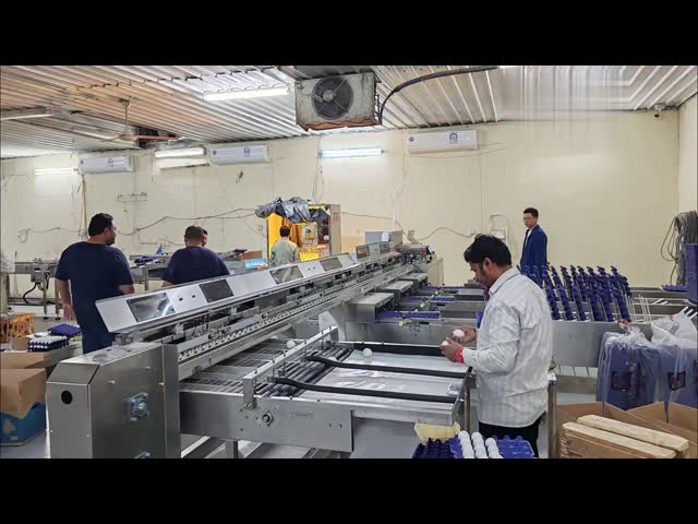 30,000 Eggs/hour LED Candling Electronic Egg Grading Sorting Machine