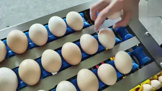 Stainless Steel Material 5 Grade Egg Sorter Grading and Candling Machine